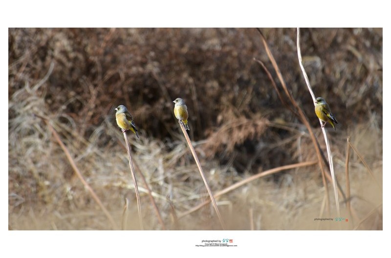우리 아빠 말 타고 장에 가시고~