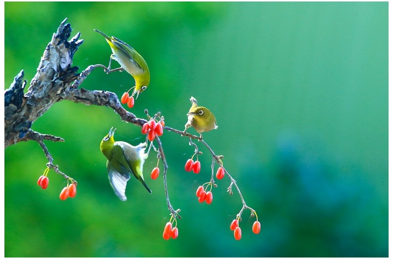 산수유에들어온 새`