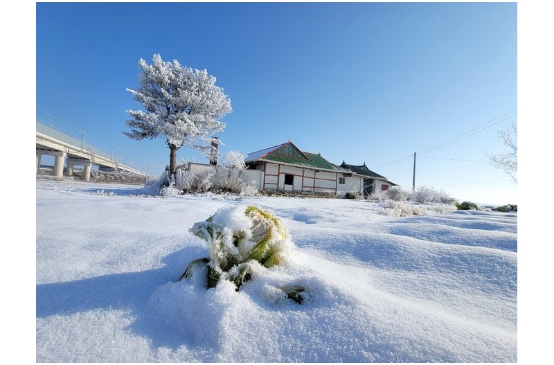 겨울 꽃이활짝핀 - 풍경