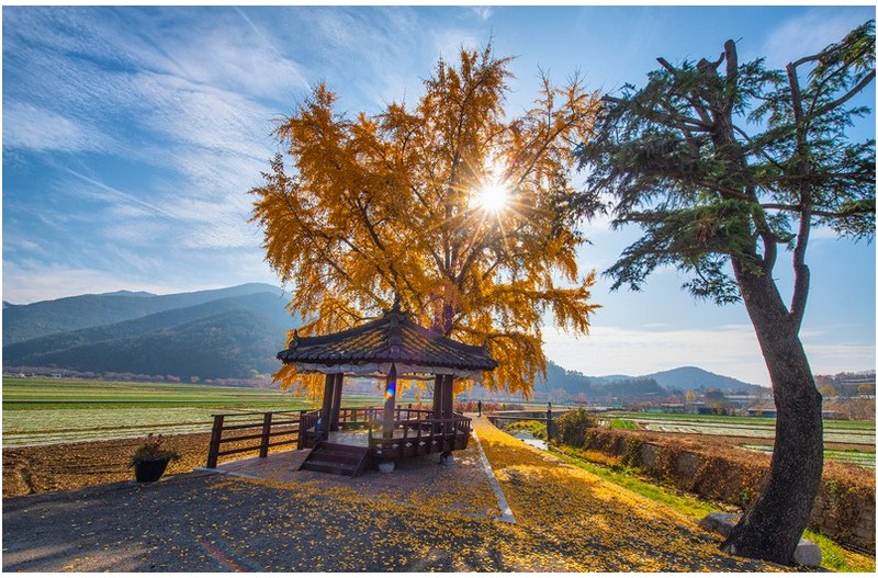 정자와 은행나무