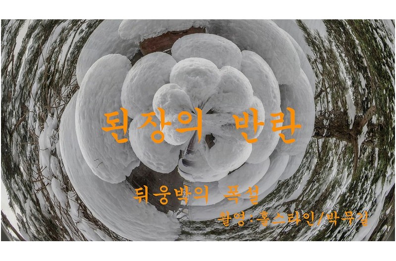 된장의 반란