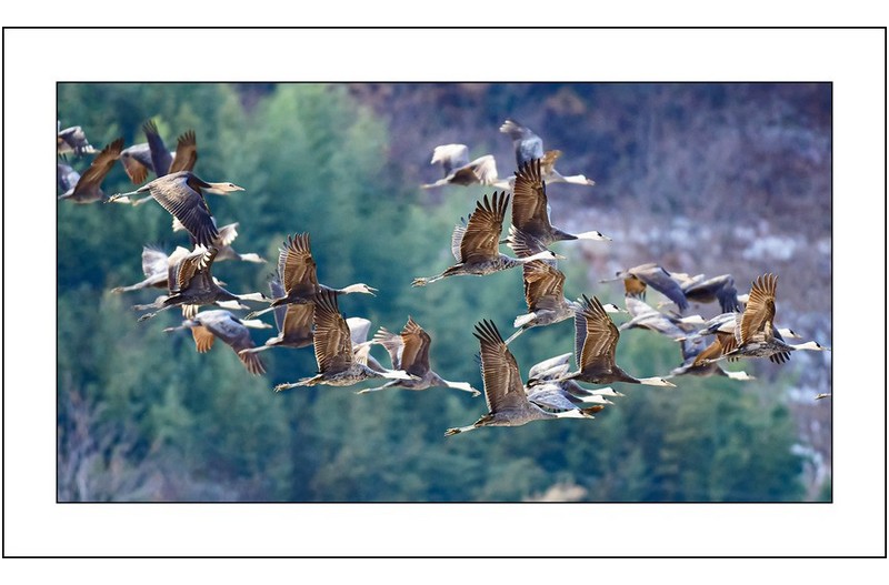 흑두루미날다,,,