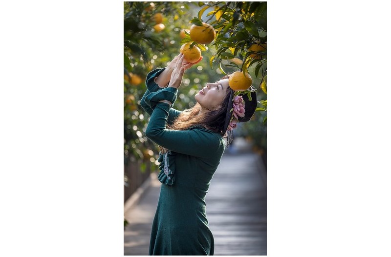 감귤 여인