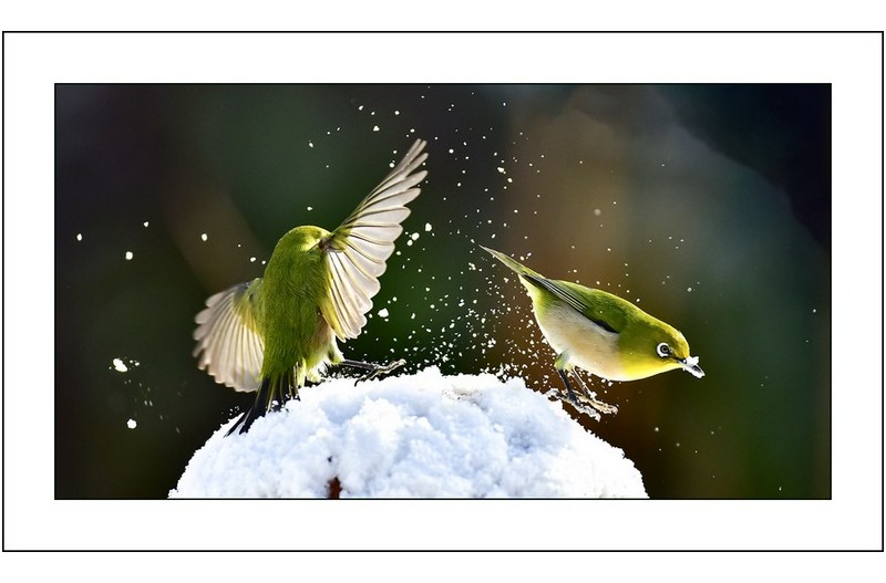 설원위의동박새