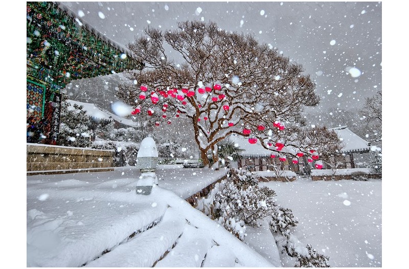 17년만의 폭설에 묻힌 만연사