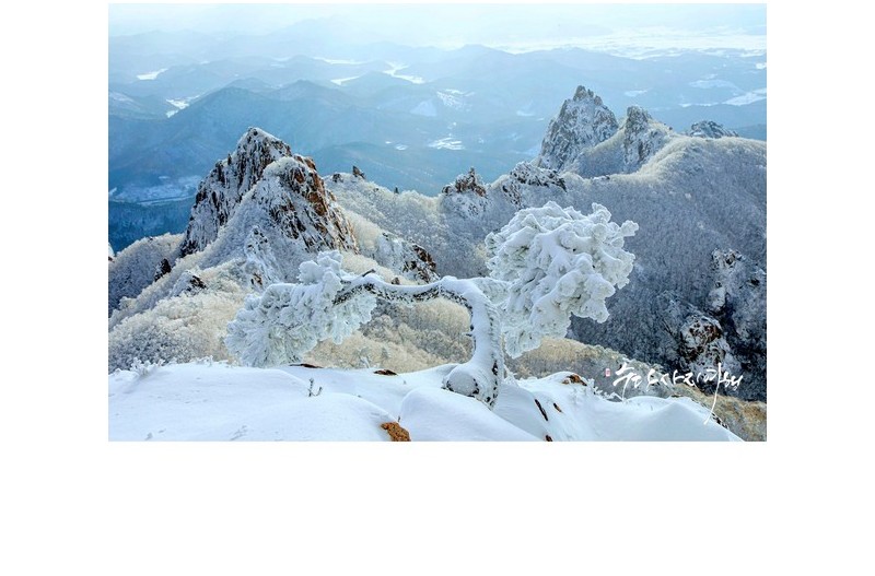 월출산 겨울나기