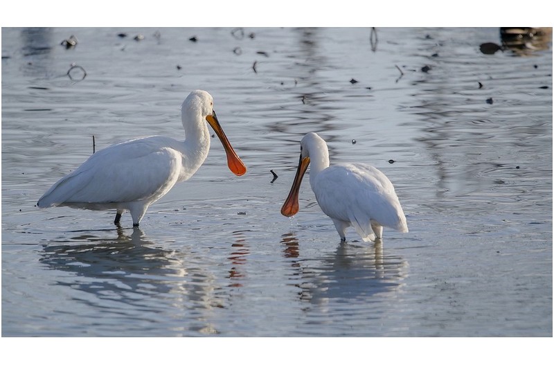 궁남지에 저어새가