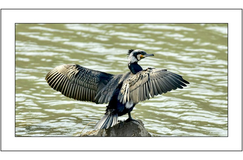 멋진 가마우지,,