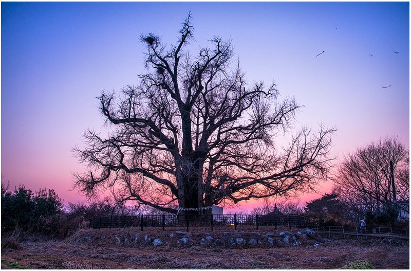노을과 노거수