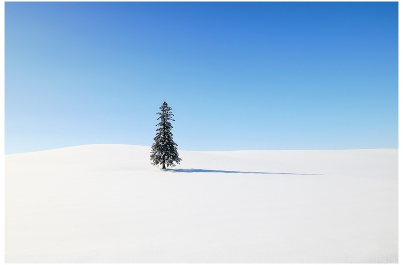 크리스마스 나무