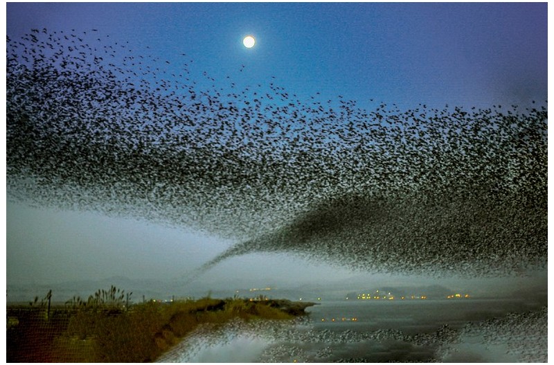 가창 오리 군무