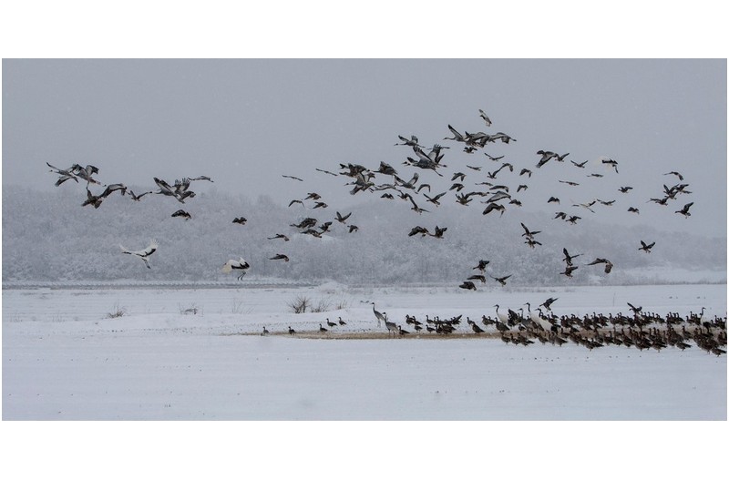 철새들의 낙원