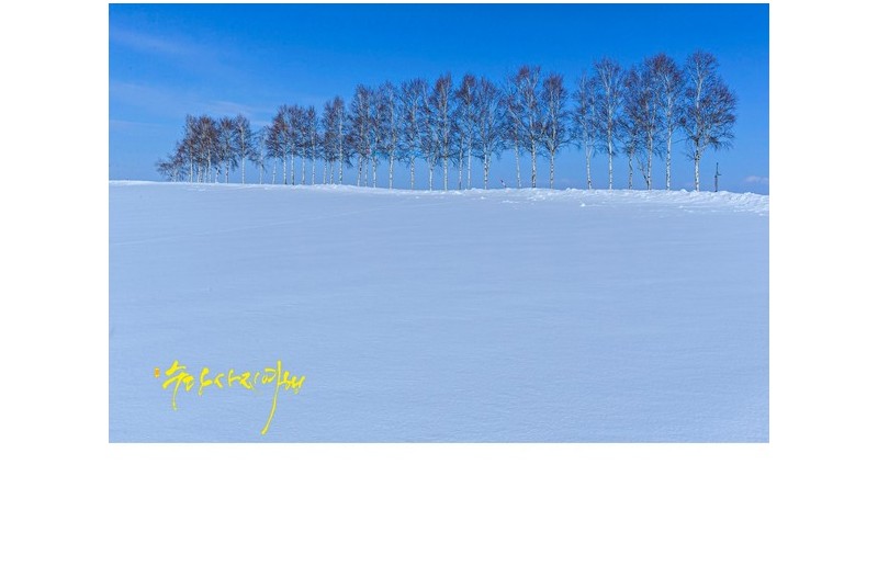 오야코 나무 언덕