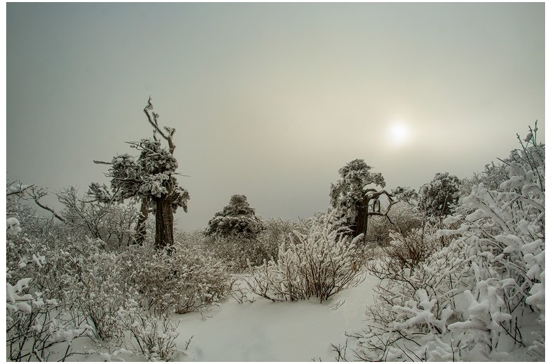 주목의 겨울 풍경