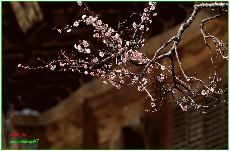 19일 통도사 홍매화