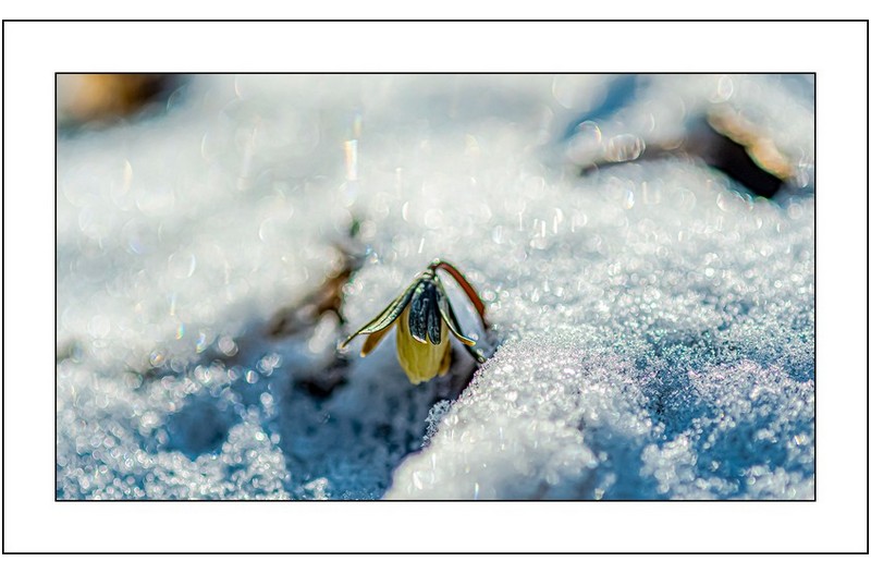 얼음속의 변산아씨,,,