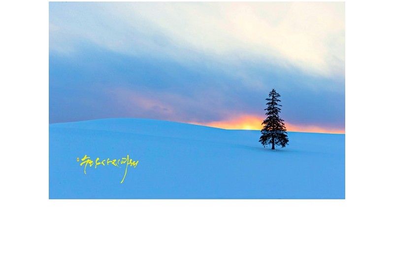 크리스마스 트리 나무