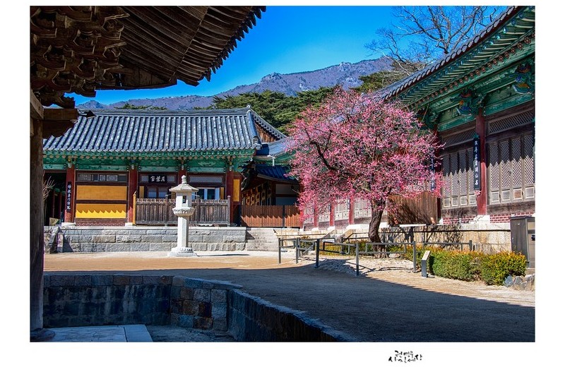 그 아름답던 봄날에...