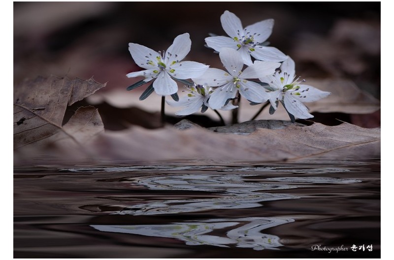 바람꽃..... 봄을 느끼며...