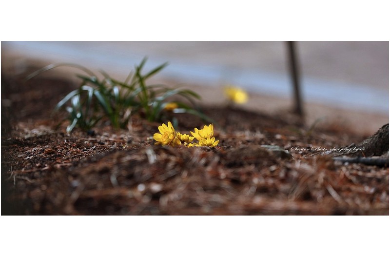 봄소식   ㅡㅡㅡㅡㅡㅡㅡㅡㅡㅡㅡㅡㅡㅡㅡㅡ