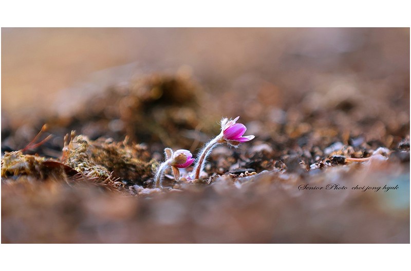 수줍은 노루귀   ㅡㅡㅡㅡㅡㅡㅡㅡㅡㅡㅡㅡㅡㅡ