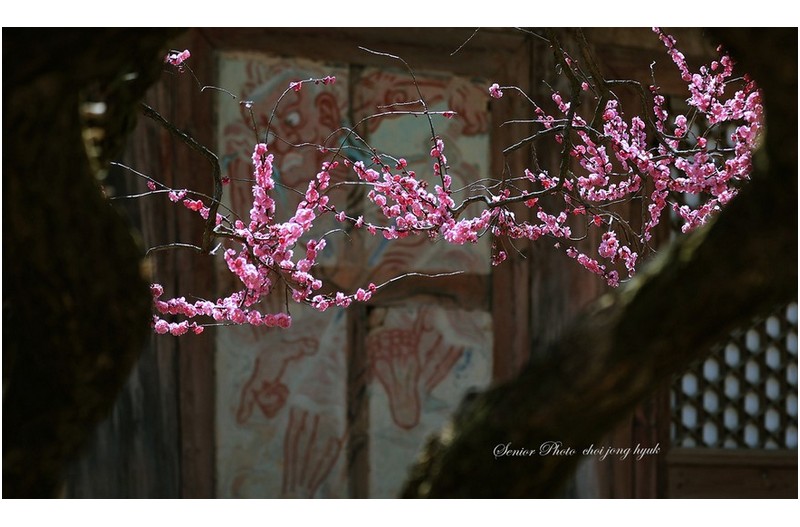 梅花圖    ㅡㅡㅡㅡㅡㅡㅡㅡㅡㅡㅡㅡ