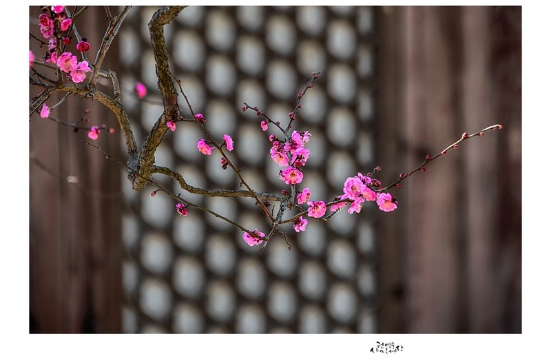 매화 창가에서...