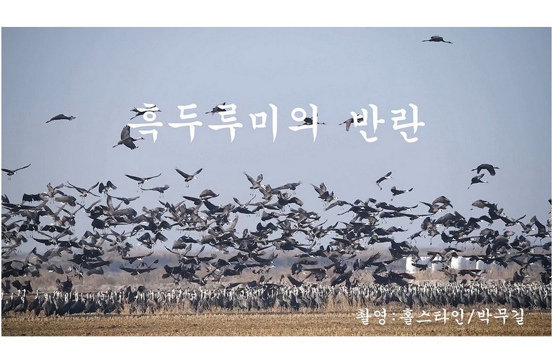 흑두루미의 반란