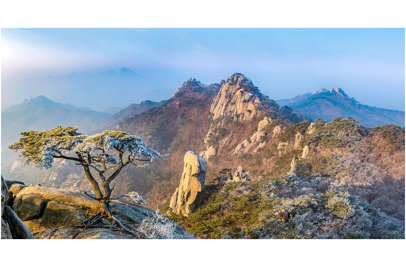 미인송의 늦겨울