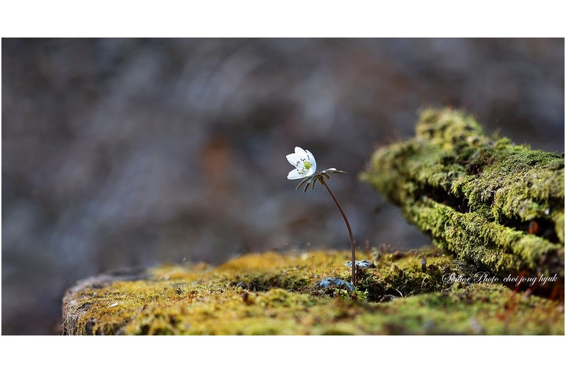 홀로 바람 꽃   ㅡㅡㅡㅡㅡㅡㅡㅡㅡㅡㅡㅡㅡ