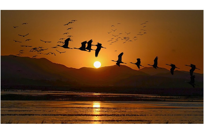 흑두루미 일출 달려보세유