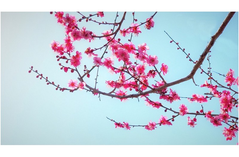 경상 감영공원의 매화꽃