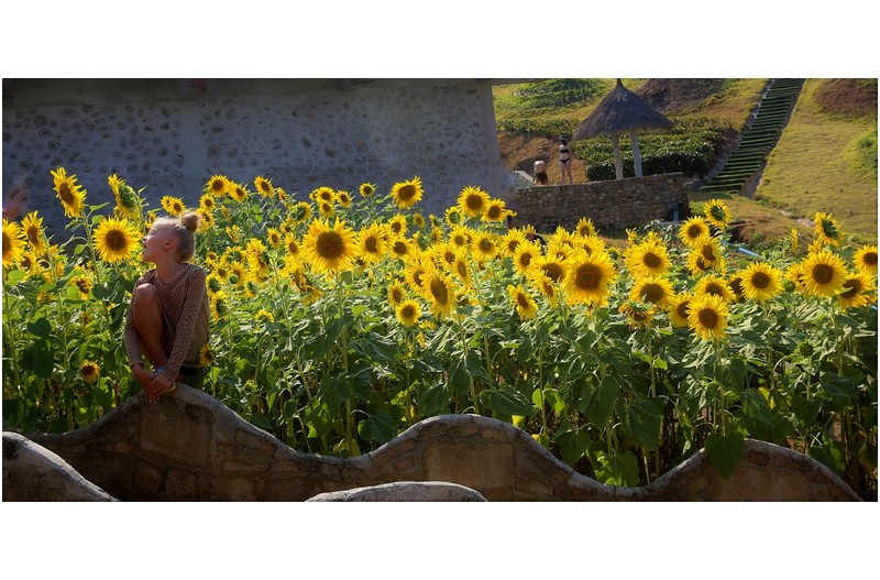 아이와 해바라기