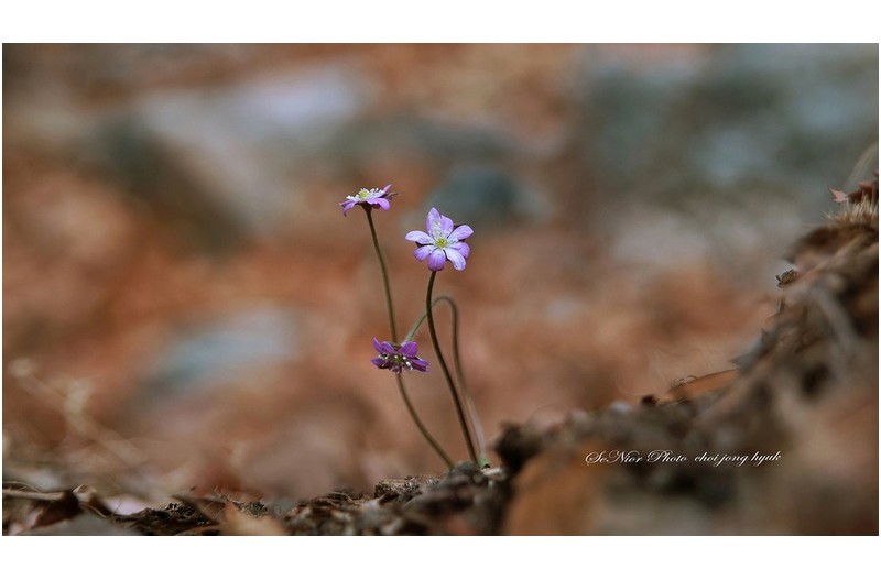 노루귀찾아 삼만리  ㅡㅡㅡㅡㅡㅡㅡㅡㅡㅡㅡㅡㅡㅡ