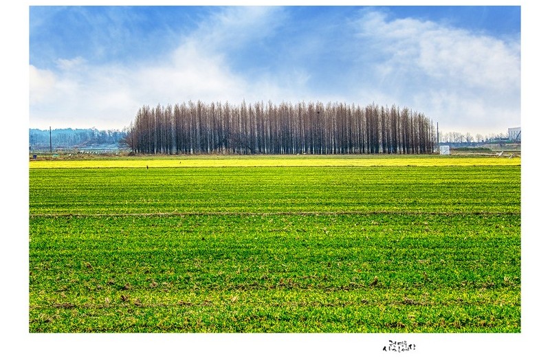 옥녀 교차로의 봄