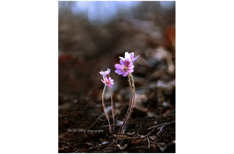 이웃 사촌  ㅡㅡㅡㅡㅡㅡㅡㅡㅡㅡ