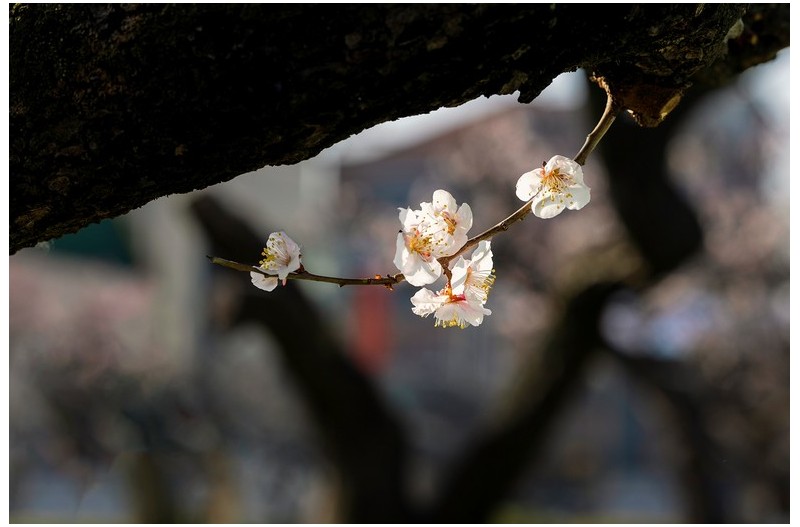 매화.봄날은 간다