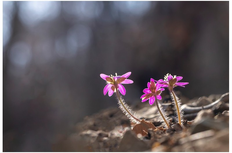 홍 노루귀 뒤태
