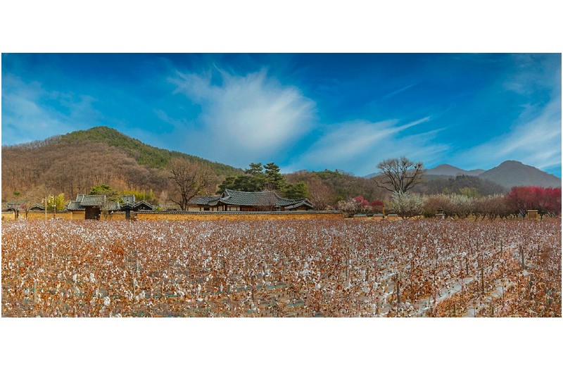 목화꽃 피는 마을