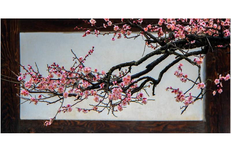 매화도 - 梅花圖