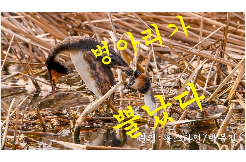 병아리가 뿔났다--?