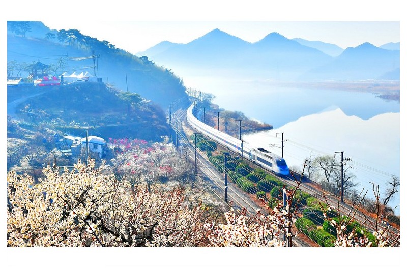 원동 순매원의 봄