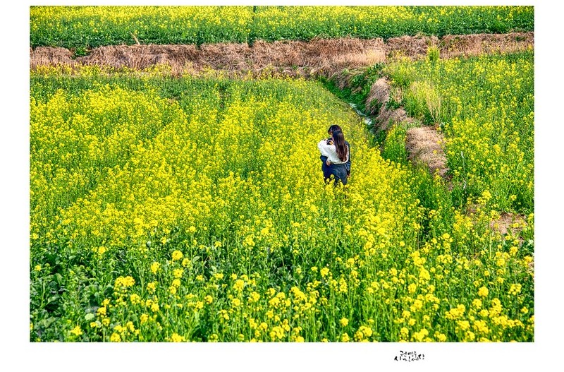 유채 고운 날