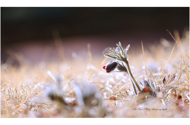 부끄런 할미꽃  ㅡㅡㅡㅡㅡㅡㅡㅡㅡㅡㅡㅡ