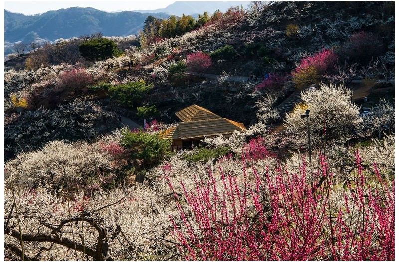 매화마을