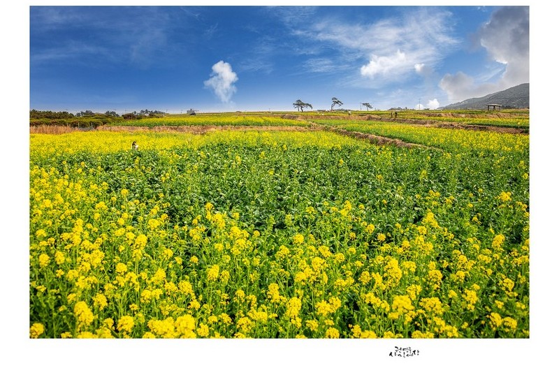 호미곶은 지금...