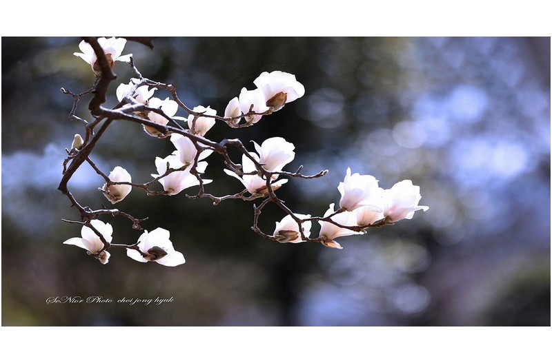 봄소식   ㅡㅡㅡㅡㅡㅡㅡ