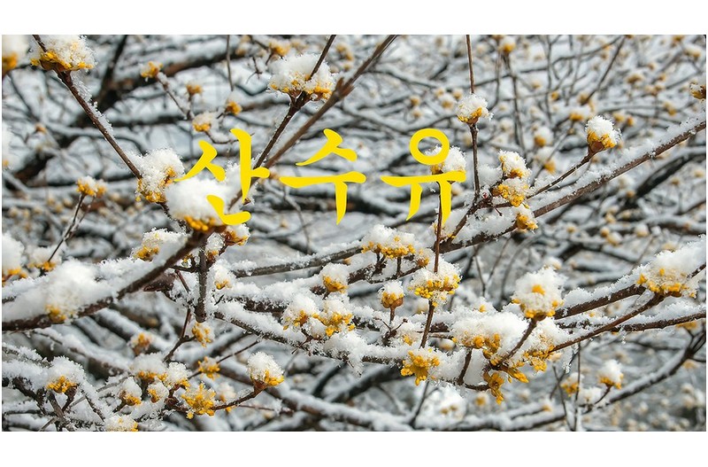 산동마을 산수유