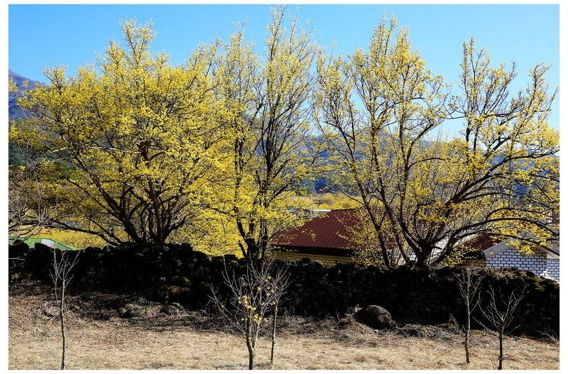 산수유 피는마을