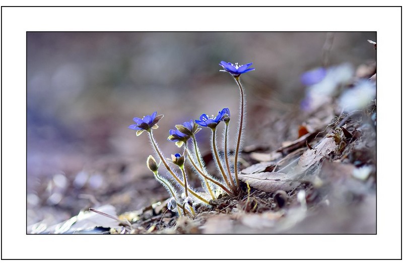 청노루귀가족,,